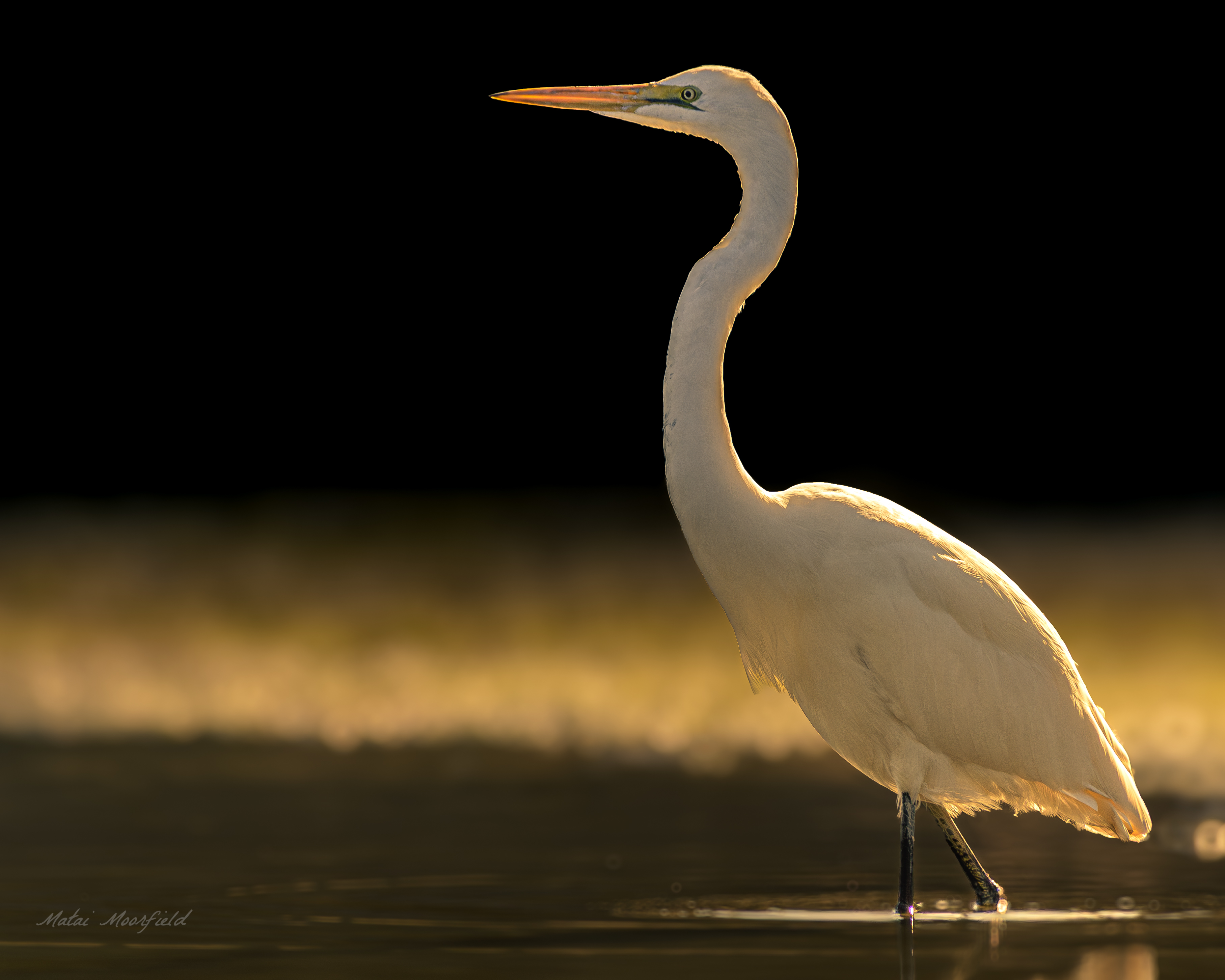 Native White Heron finding food at sunrise new zealand bird photo Native White Heron finding food at sunrise new zealand bird photo